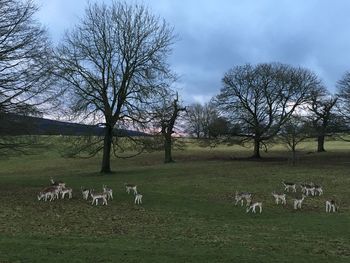 Trees on grass against sky