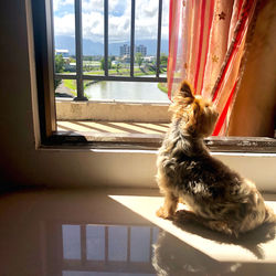 Dog looking through window