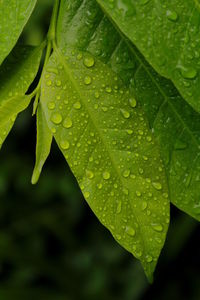 Close-up of raindrops on leaves