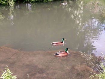 High angle view of swans swimming in lake