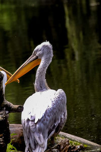 Bird in a lake