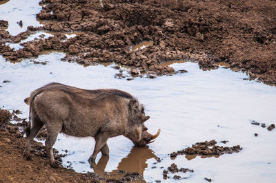 Side view of elephant standing in water