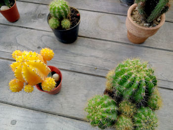 High angle view of succulent plant on table