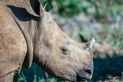 Close-up of rhinoceros outdoors