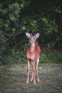 Portrait of deer standing on field