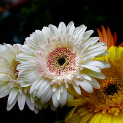 Close-up of flowers blooming outdoors