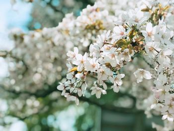 Close-up of white cherry blossom tree