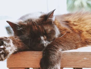 Close-up of cat lying down