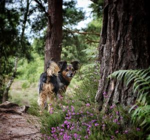 Dog in a forest