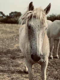 Close-up of horse standing on field