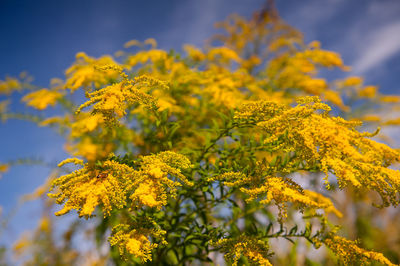 Close-up of yellow flowers against sky