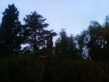 Trees on landscape against sky