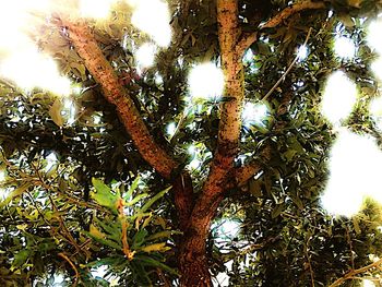 Low angle view of tree against sky