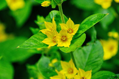 Close-up of yellow flower blooming outdoors