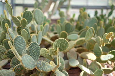 Close-up of succulent plant