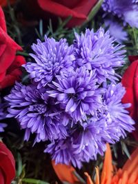 Close-up of purple flowering plant