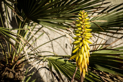 Close-up of yellow flowering plant