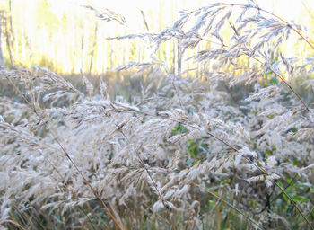 Close-up of snow on land