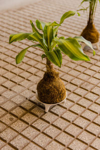 High angle view of potted plant