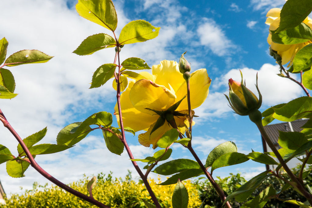 leaf, sky, low angle view, growth, yellow, flower, beauty in nature, freshness, cloud - sky, nature, tree, green color, cloud, branch, cloudy, fragility, plant, day, outdoors, no people