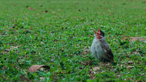 View of an animal on land