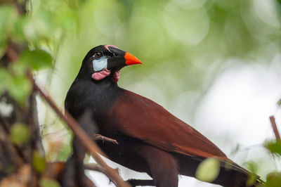 Close-up of bird perching on a branch