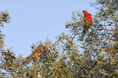 Low angle view of bird perching on tree against sky