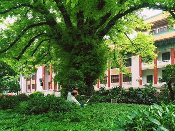 Trees growing in lawn