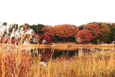 Plants by lake against clear sky