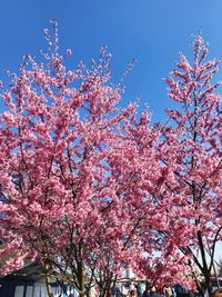 Low angle view of pink flowering tree against sky