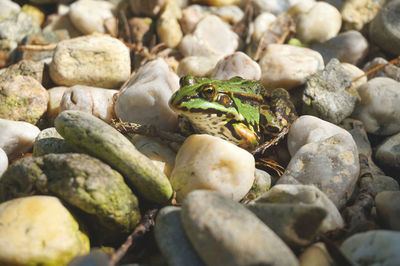 Close-up of pebbles on rock