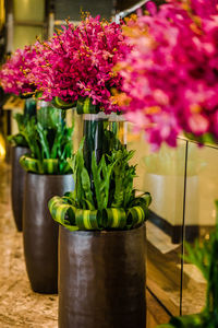 Close-up of potted plant