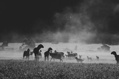 Group of people on field