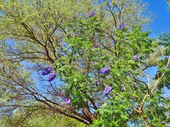 Low angle view of tree against sky