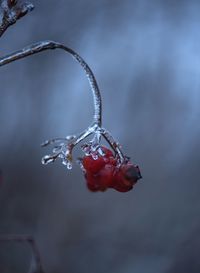 Close-up of red berries on plant