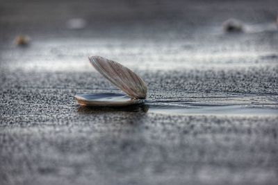Close-up of shell on the street