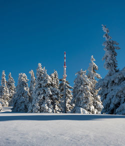 Snow covered plants against clear blue sky