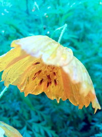 Close-up of crab on yellow flower