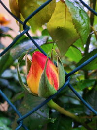 Close-up of red fruit on plant