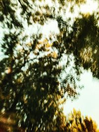 Low angle view of trees against sky