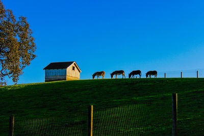 Horses grazing in a field against blue sky