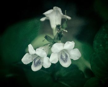 Close-up of plants against black background