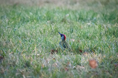 Bird perching on grass