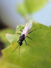 Close-up of insect