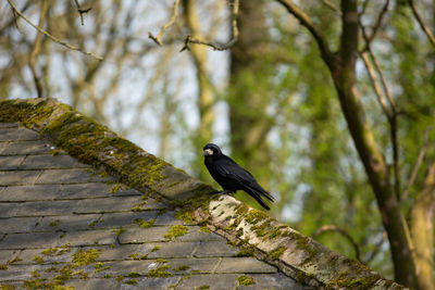 Bird perching on a tree