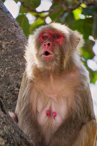 Close-up portrait of a monkey