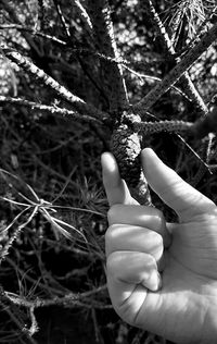 Close-up of hand holding plant