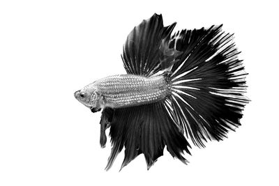 Close-up of fish against white background