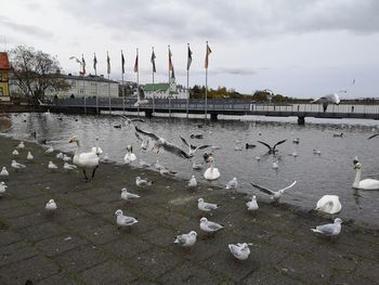 Flock of birds in lake against cloudy sky