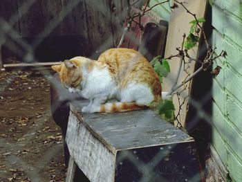 Close-up of cat